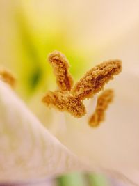 Close-up of insect on flower