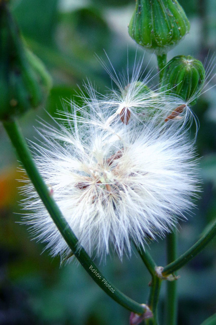 dandelion, flower, fragility, growth, freshness, close-up, focus on foreground, flower head, nature, beauty in nature, plant, stem, single flower, dandelion seed, softness, uncultivated, selective focus, wildflower, day, seed