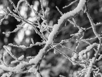 Close-up of frozen plant