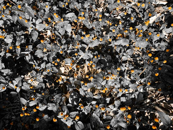 Full frame shot of yellow leaves