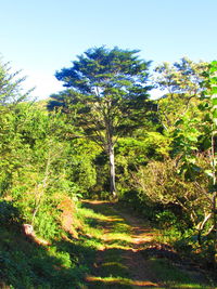 Trees on sunny day