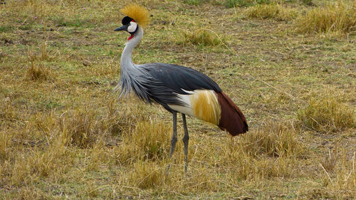 Crowned crane portrait