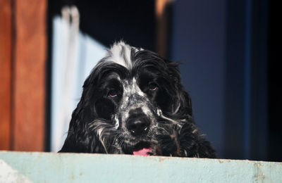 Portrait of black dog