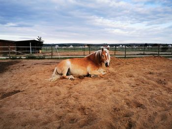 Horses in the field