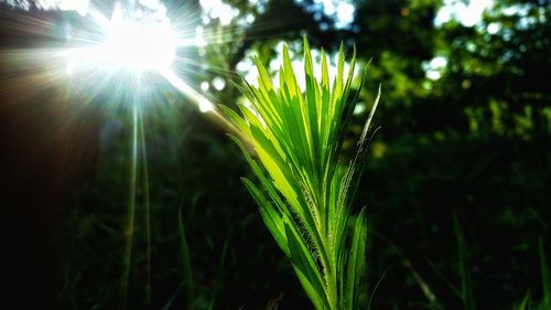 Close-up of plant against sunlight