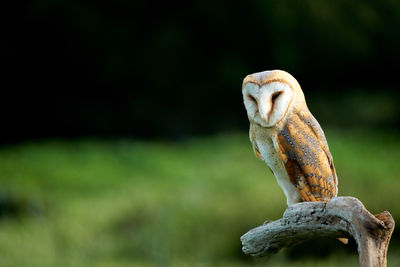 Close-up of bird