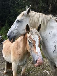 Two horses 