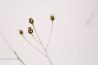 Close-up of spider on plant