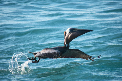 Bird swimming in sea