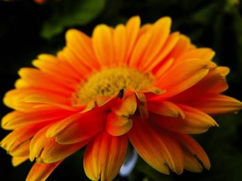 Close-up of orange flowers blooming outdoors