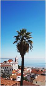 Tree in town by sea against clear blue sky