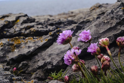 Close-up of pink flowering plant on rock