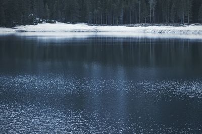 Reflection of trees in water