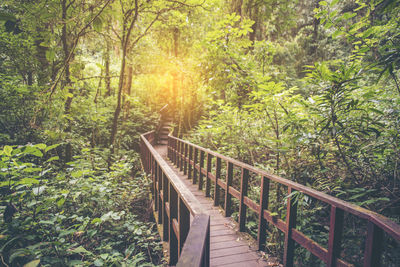 Footbridge amidst trees in forest