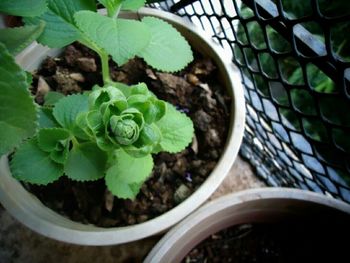 Close-up of potted plant