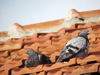 Close-up of birds perching on rock against sky