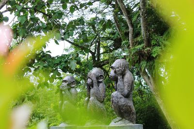 Low angle view of monkey on tree in forest
