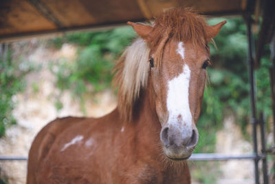 Close-up of horse standing outdoors