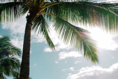 Low angle view of palm trees against sky