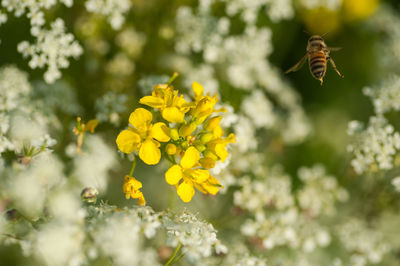 Close-up of bee on yellow flower