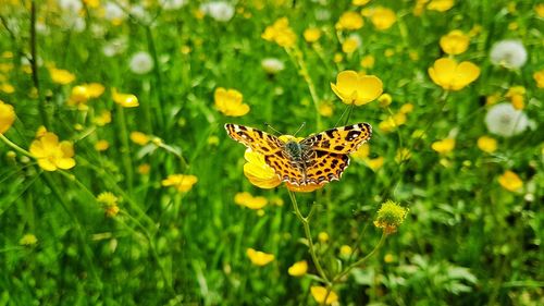 Butterfly on yellow flower