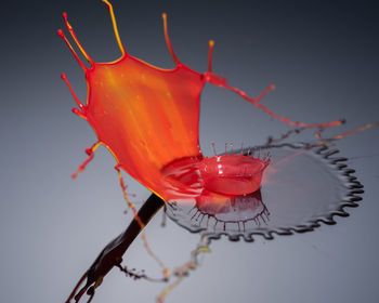 Close-up of red rose against black background