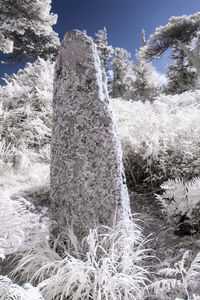 Frozen trees on field against sky during winter