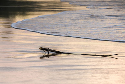 Driftwood on beach