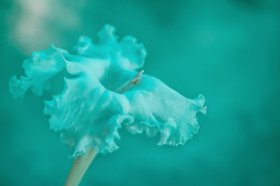 Close-up of jellyfish in sea