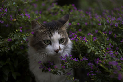 View of cat on purple flower