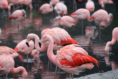 View of birds in lake