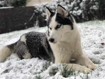Close-up of a dog on snow covered land