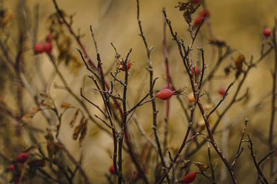 Branches of a rose hip bush dropping leaves with red fruits on an autumn morning