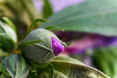 Close-up of purple flowering plant