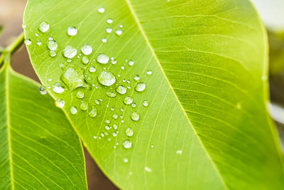 Close-up of wet leaves