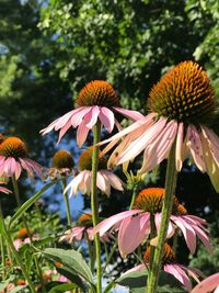 Close-up of coneflowers blooming outdoors