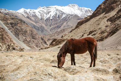 Horse standing on field against snowcapped mountains