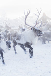 Herd of reindeer in snow