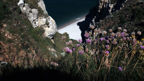 Purple flowering plants on rocks