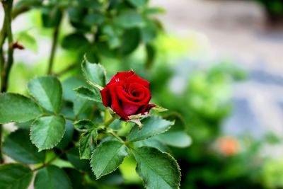 Close-up of red rose blooming outdoors