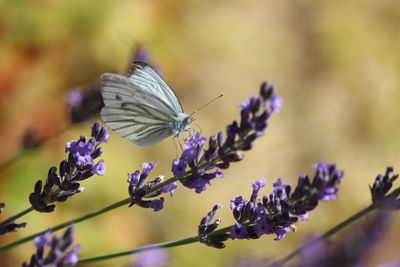 Close-up of butterfly pollinating on purple flower