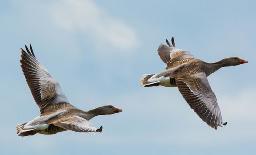 Geese flying against sky