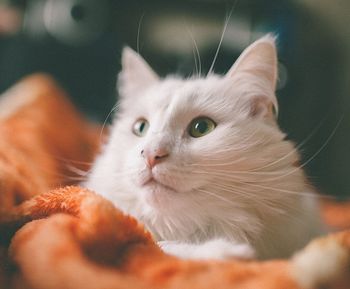 Close-up portrait of cat
