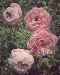 Close-up of pink rose blooming outdoors