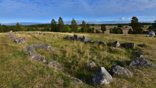 Sheep on field by trees against sky