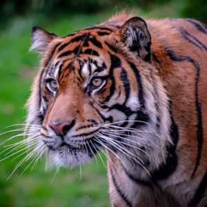 Close-up portrait of a cat