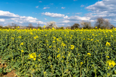 Ripened rapeseed on a field in western germany, in the background a blue sky with white clouds.