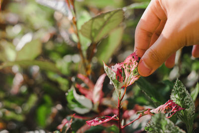 Close-up of hand holding plant