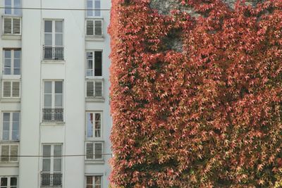 Full frame shot of ivy growing on tree