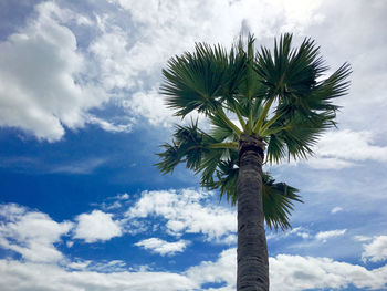 Low angle view of coconut palm tree against sky